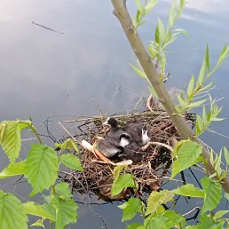 �����, ������, 31 ���