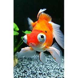 ����, �������, 37 ���