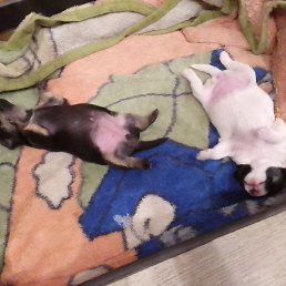 ������, ����-���������, 46 ���