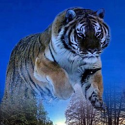 ������, �������, 38 ���