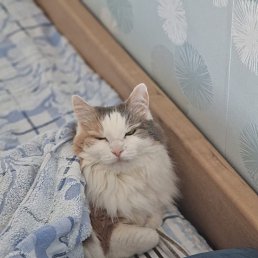 ���� �������, �����-���������, 58 ��� - ��������� 6 ���� 2023