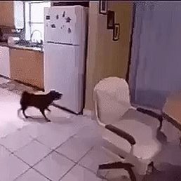 ����, �������, 68 ���