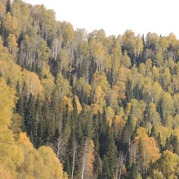 ����, ��������, 58 ���