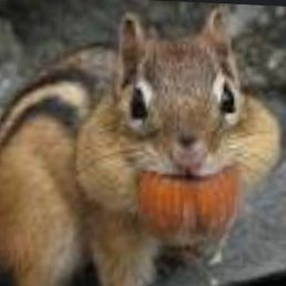 ������, �������������, 43 ����