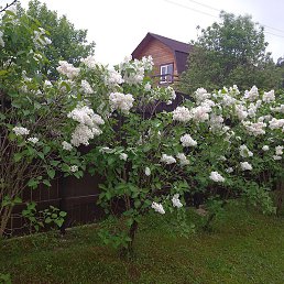 ���, ������, 32 ����