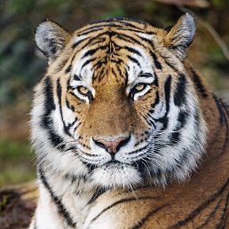 ����, �������, 50 ���