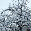 ���� Nemo, �������, 37 ��� - ��������� 25 ���� 2023