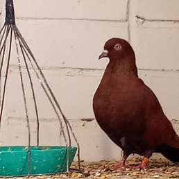 ���� Thefoxes, ������, 60 ��� - ��������� 22 ������� 2023