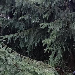 �����, �����-���������, 59 ���