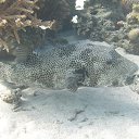  Tiger, , 72  -  28  2023   memory Hurghada