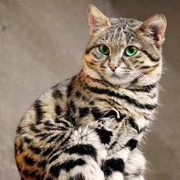 �����, ������, 51 ���