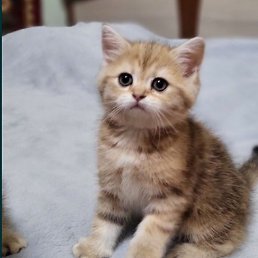 Saidbaxrom, ������, 20 ���