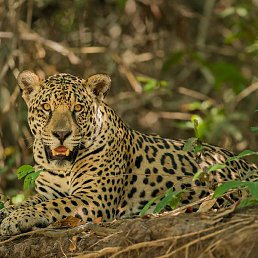 ���, ������, 61 ���