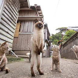 Prokaznik, ���������, 27 ���