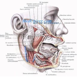 Alex_perts, �����������, 24 ����