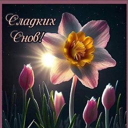 �����, ����������, 62 ����