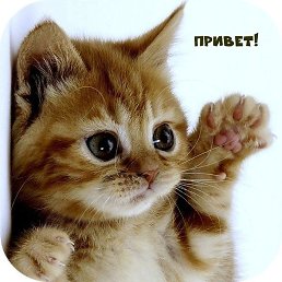 �������, ���������, 53 ����