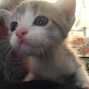 , 20 , -