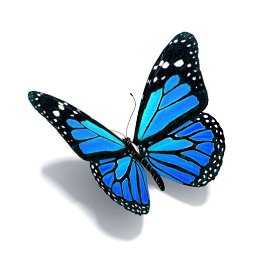 �����, �����