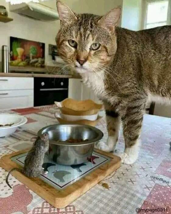 -   .....?!