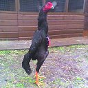 ���� Husniddin, �����, 29 ��� - ��������� 13 ������ 2023 � ������ ���� ����������