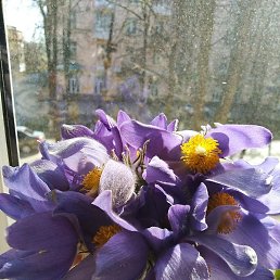 ������, ������ ��������, 36 ���