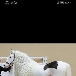 �����, ������, 37 ���