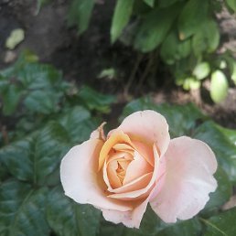 , , 56 