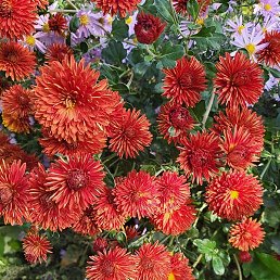 �������, ������, 42 ����