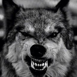 �����, ������, 41 ���