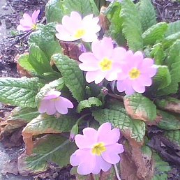 Vera, ���������, 77 ���