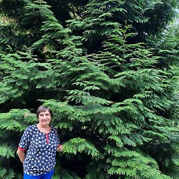 �������, ������, 65 ���