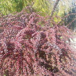 ����, ������, 54 ����