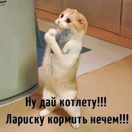 ��������, ������, 54 ����