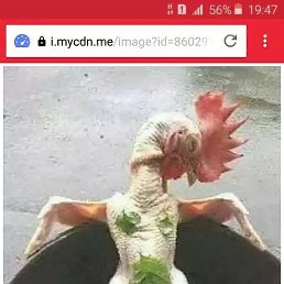 ���������, �����, 43 ����