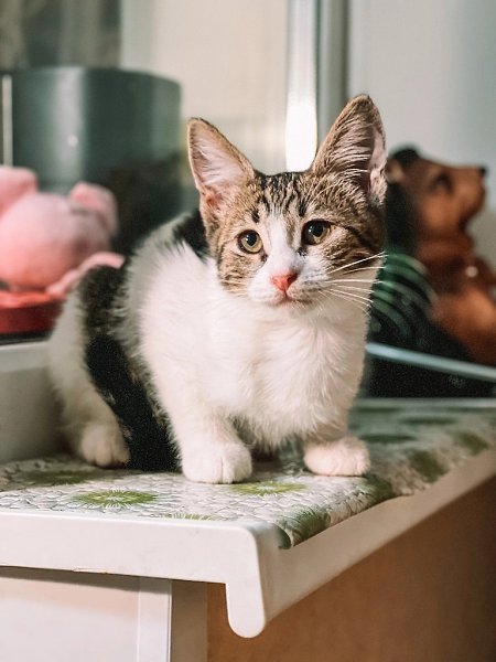 #вДобрыеРуки@40cats.МО, г. Старая КупавнаФлешка - замечательная кошечка, спасённая из пасти бродячих ... - 3