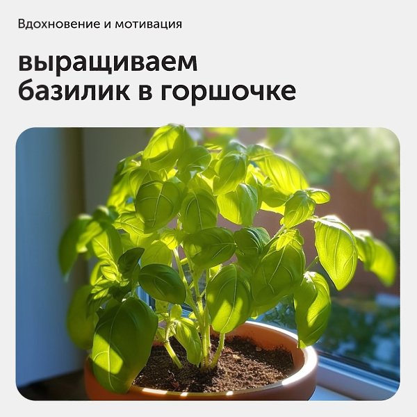 Как вырастить базилик из рассады? Вы заходите в супермаркет и видите базилик в упаковке. Буквально ...