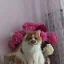 ���� Tanya, �������, 62 ���� - ��������� 18 ������ 2023 � ������ ���� ����������
