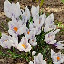  Psixeya, , 37  -  17  2023    