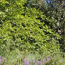 ���� �����, �����-���������, 55 ��� - ��������� 12 ���� 2023