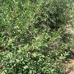 Aziz, �����, 32 ����