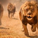 ���� Badou Man, �����, 46 ��� - ��������� 30 ������� 2023 � ������ ���� ����������