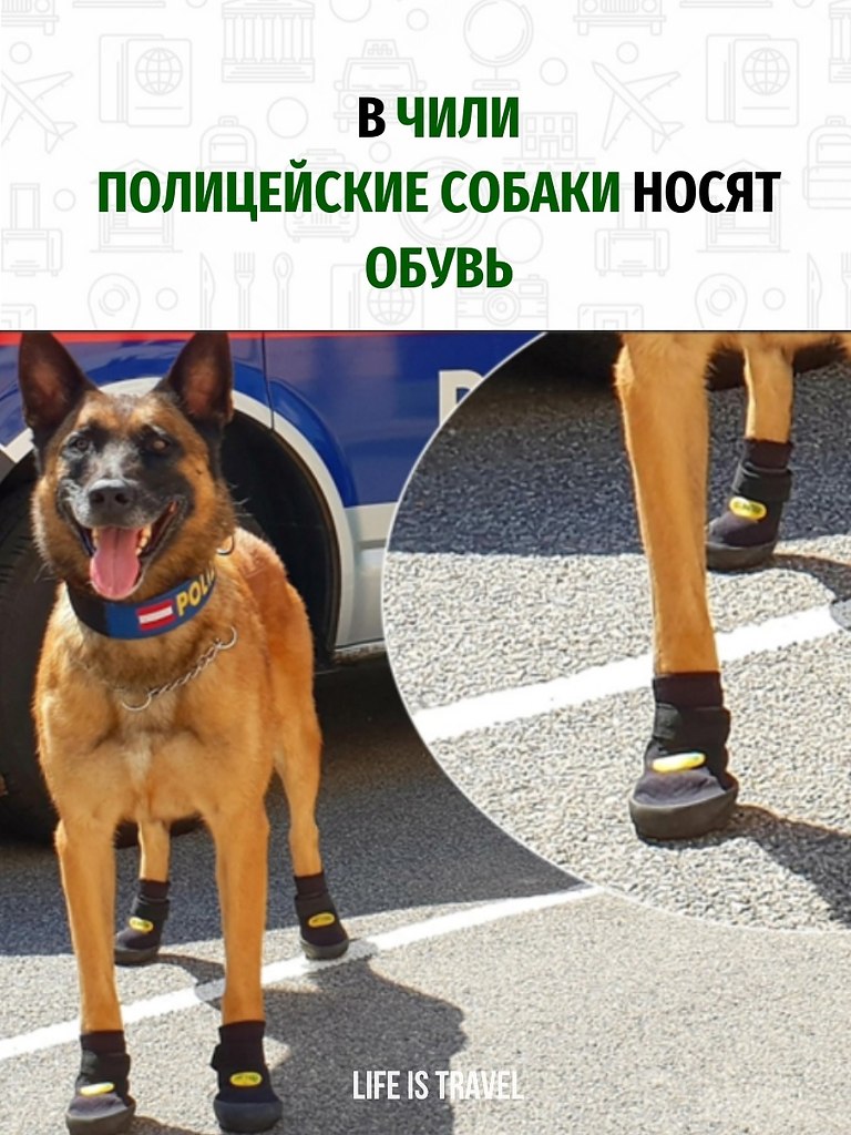 В ботинках на лапах.Настоящую заботу о своих служебных друзьях проявляют полицейские в Чили. Чтобы ...