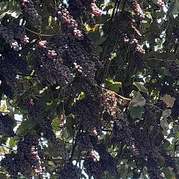 ���������, ������, 44 ����