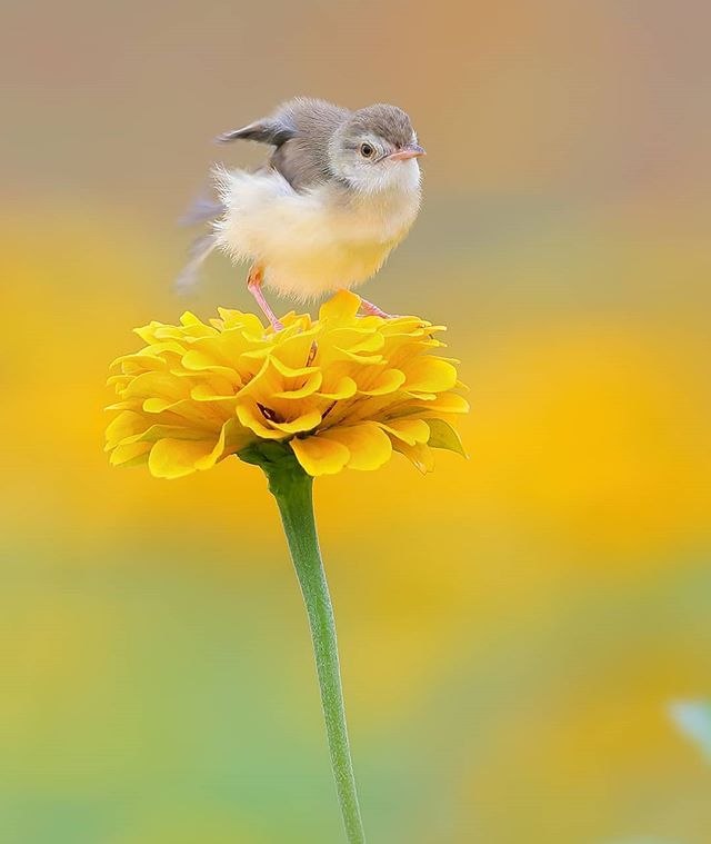  )