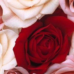 ��, ��������, 49 ���