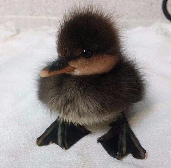 И кстати, это лебедь! Только маленький. :).~ ~ ~ ~ ~ ~ ~ ~ ~ ~ ~ ~ ~ ~ ~