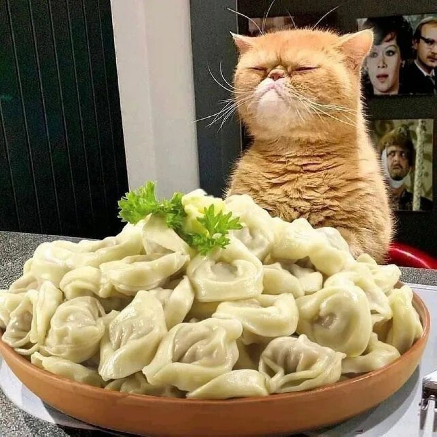 Кот с пельменями мем