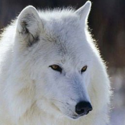 �����, ����, 49 ���