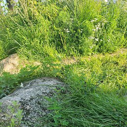 ���������, �����-���������, 39 ���